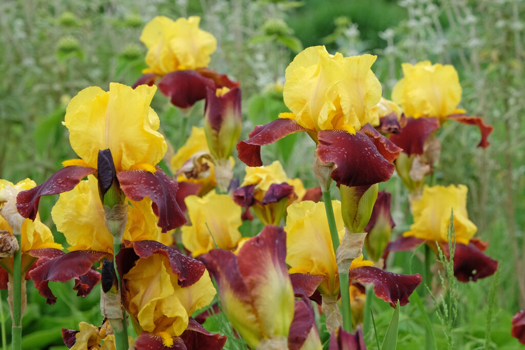 Burgundy red and yellow Bearded iris Andalou in flower. in flower