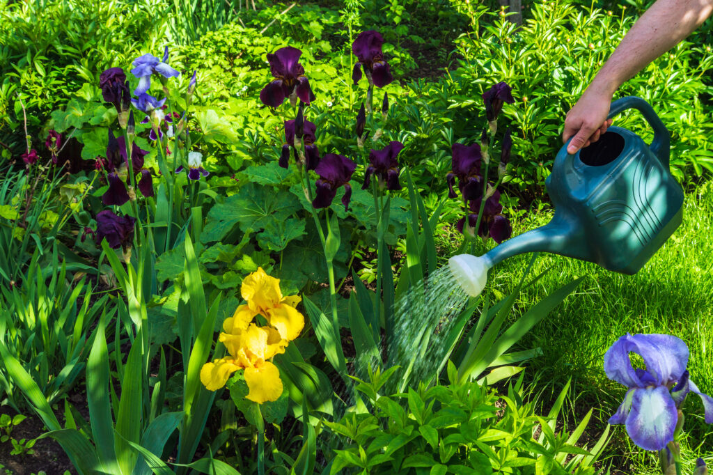 Watering flowers in the garden in summer on a hot day. Caring for flowers in the garden