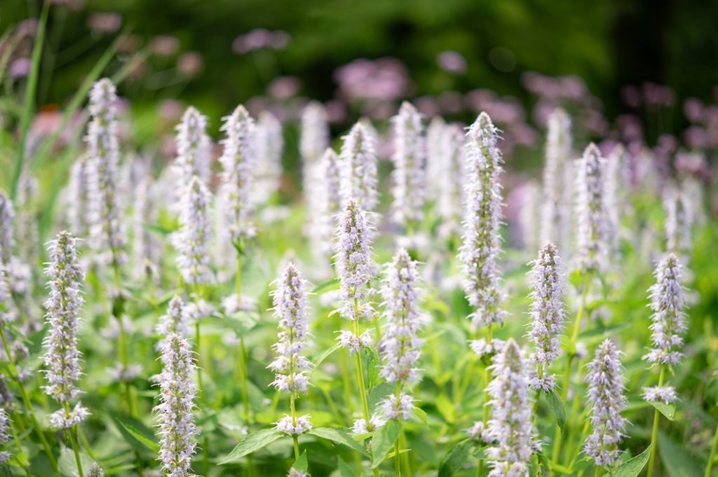 Purple flowers of agastache blooming in early summer.