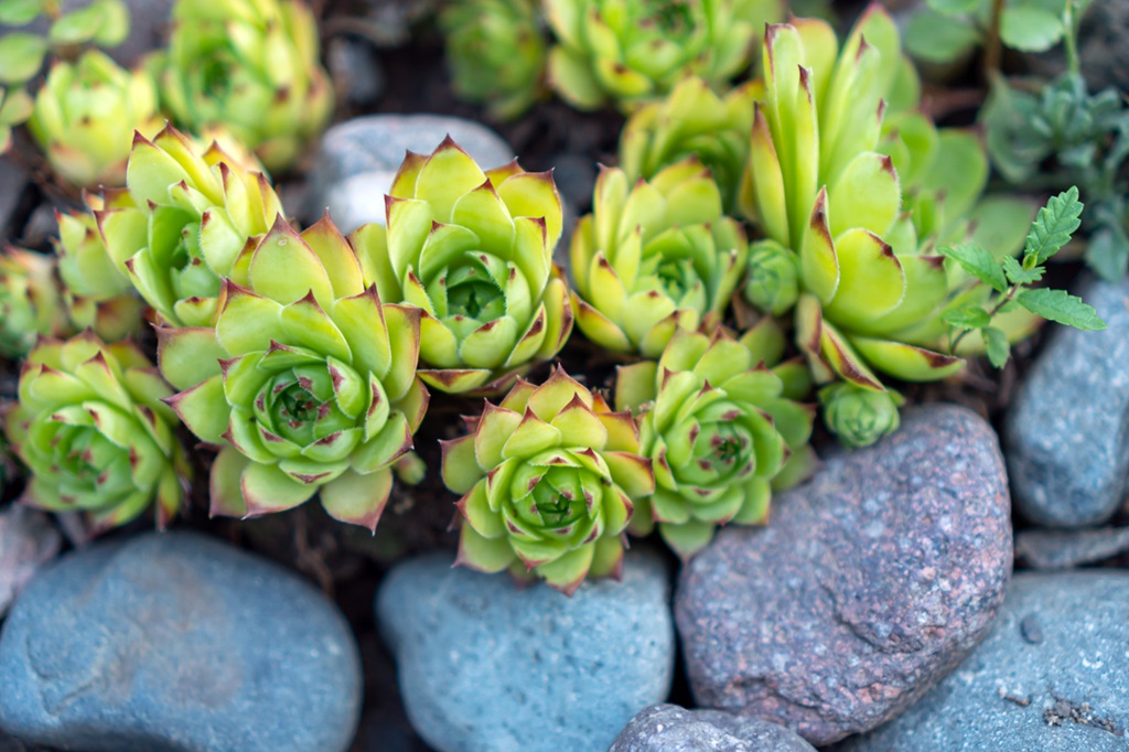 Stone rose Echeveria pulvinata against the background of stones.