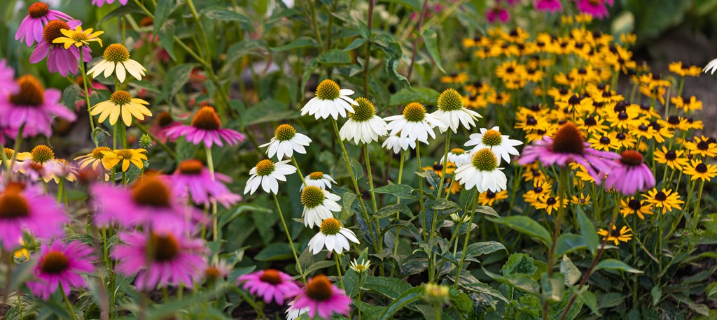 View at a variety of white, yellow and pink coneflowers (echinacea) in full bloom - panorama