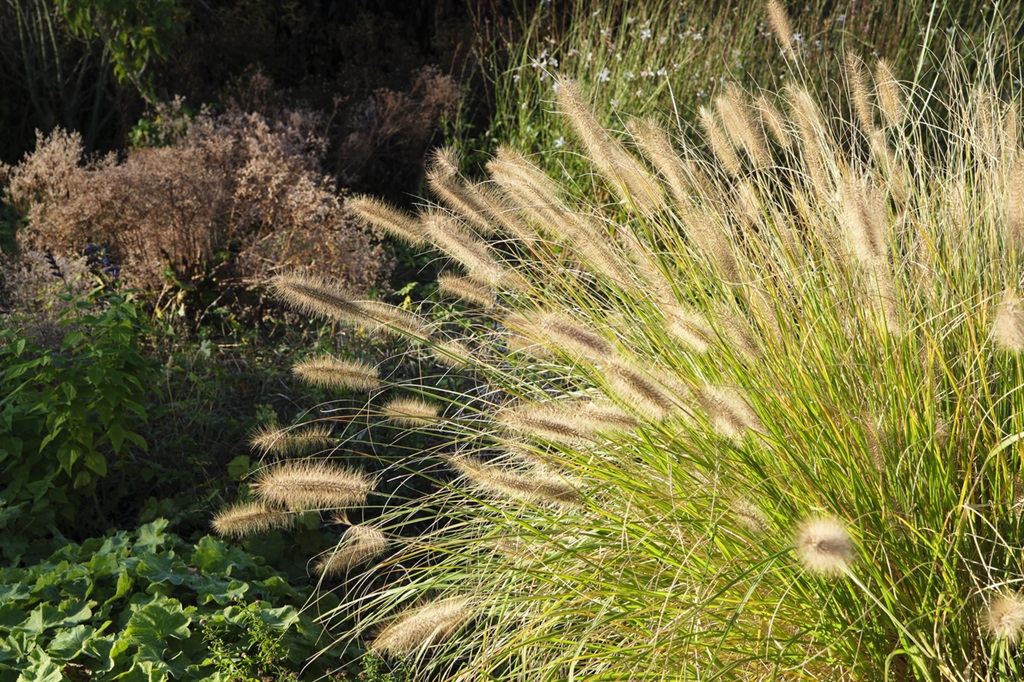 Flowering ornamental grass or pennisetum alopecuroides