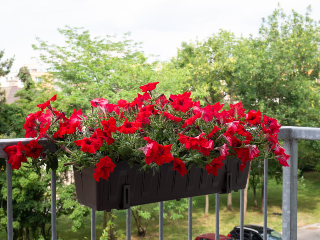 Red petunia flowers in flowerpot at balcony blooming in summer