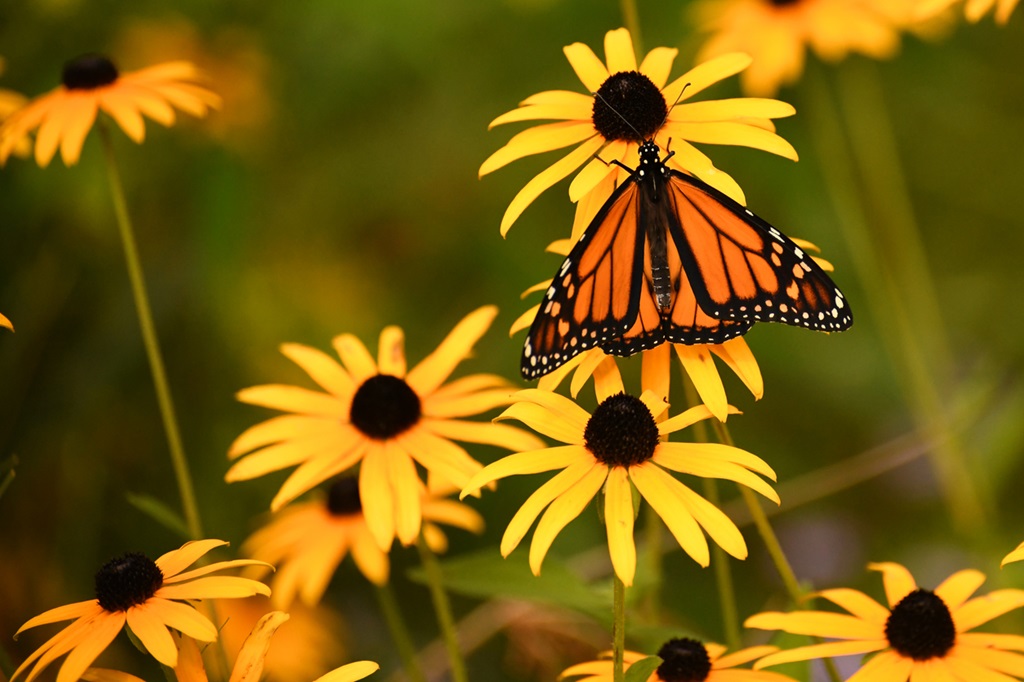 Monarch Butterfly on Black-Eyed Susan