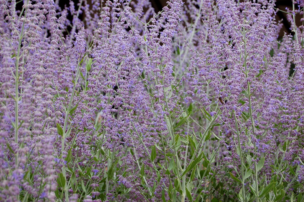 Perovskia atriplicifolium - Russian Sage