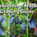 Honeyberry/Haskap Growing Guide