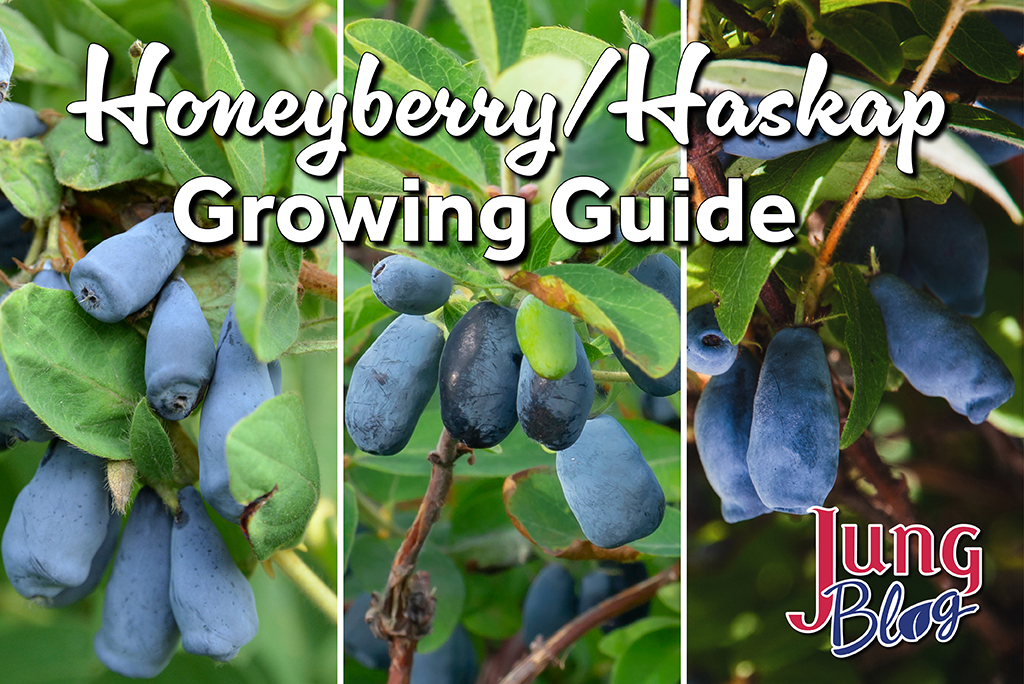 Honeyberry / Haskap Growing Guide