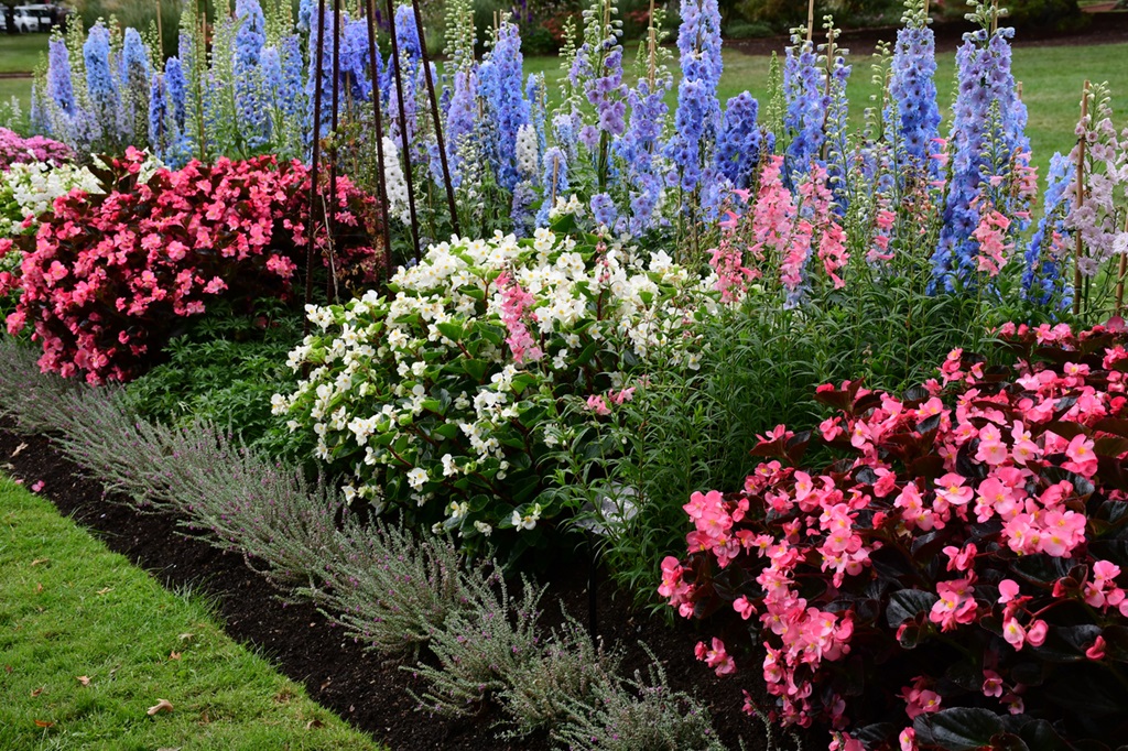 Cottage garden flowers