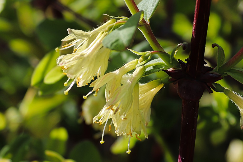 Feathery honeyberry blooms in the spring sunlight.