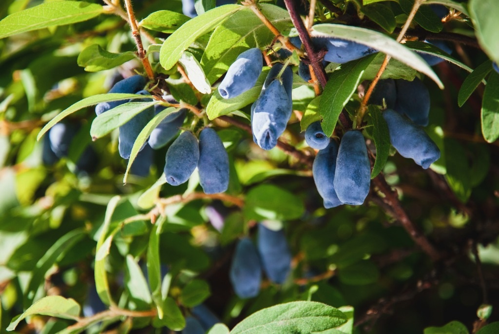 Honeyberry / Haskap fruit