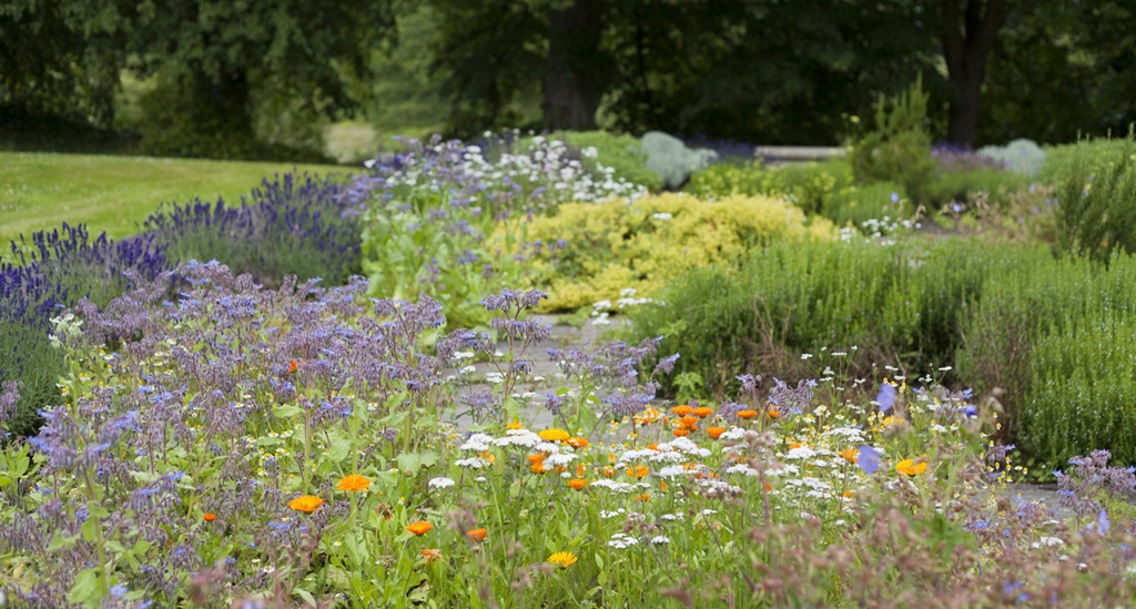 Medicinal herb garden in old English style with old varieties and mixed borders with lavender, rosemary, calendula, borage, oregano, thyme, chamomile and sage.