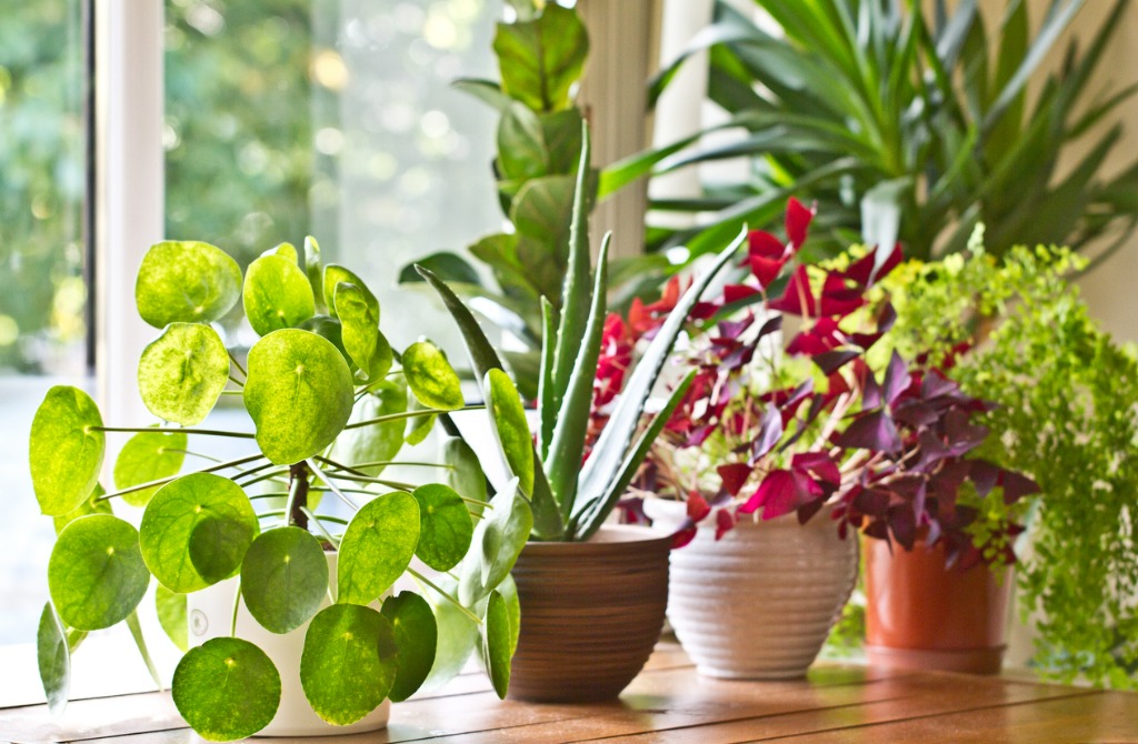 Plants displayed on the window