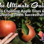 The Ultimate Guide to Choosing Apple Trees & Growing Them Successfully