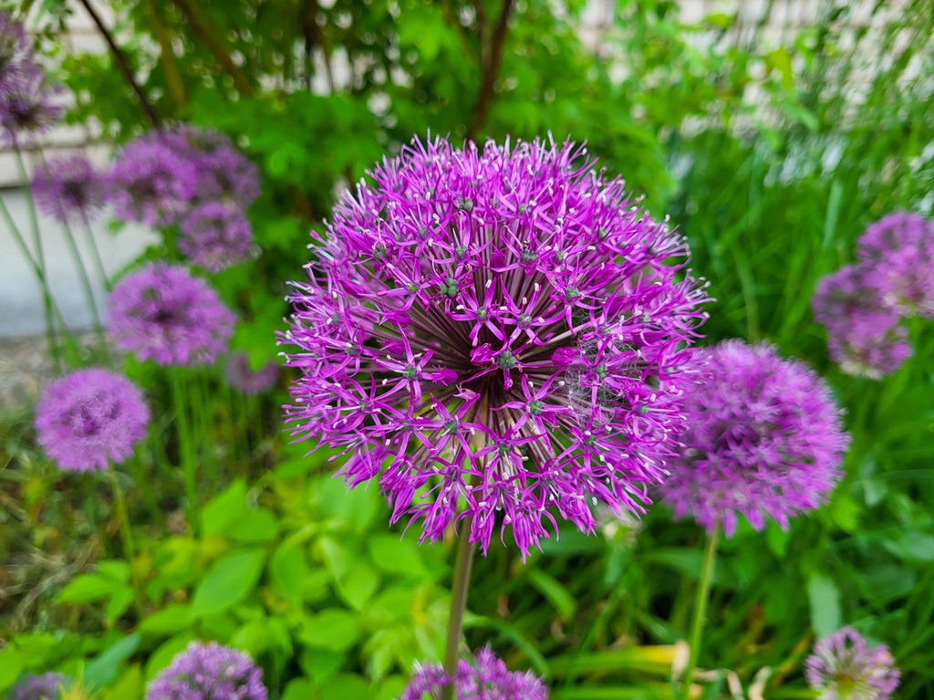 Purple flower decorative bow, close-up. The spherical allium flower can reach up to 15 centimeters in diameter.