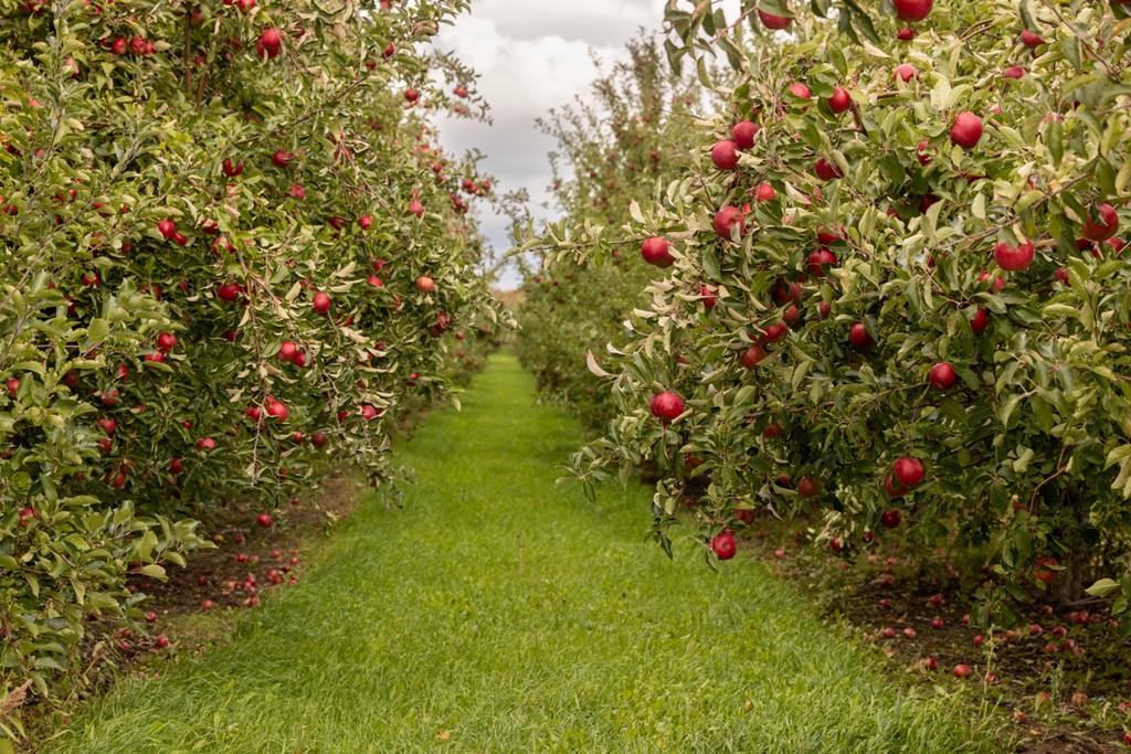 Rows of apple trees in an orchard