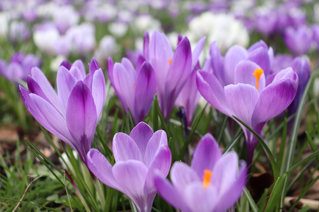 Beautiful violet crocus flowers blooming in the park