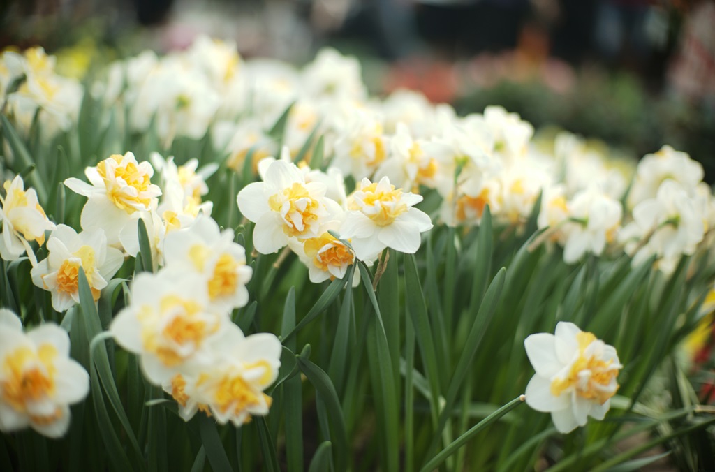 Daffodils flowers