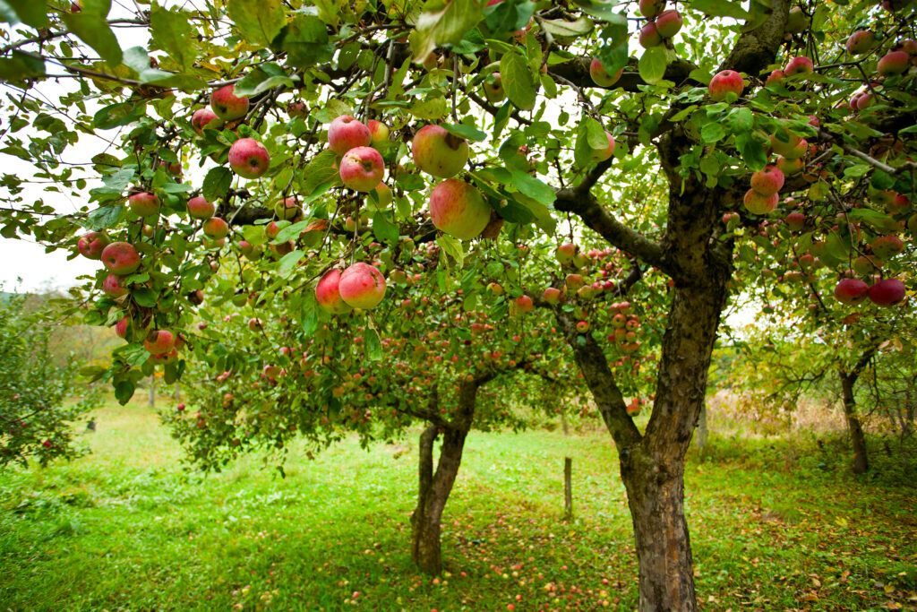 Trees with red apples in an orchard