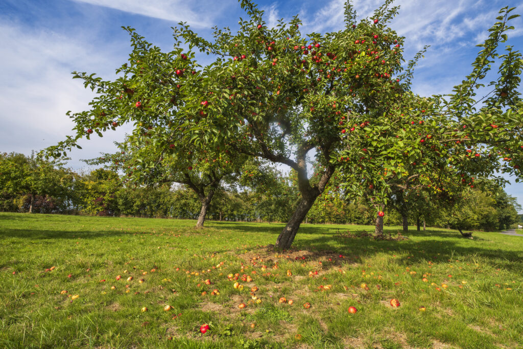 View of an orchard in the Taunus/Germany in autumn with ripe apples