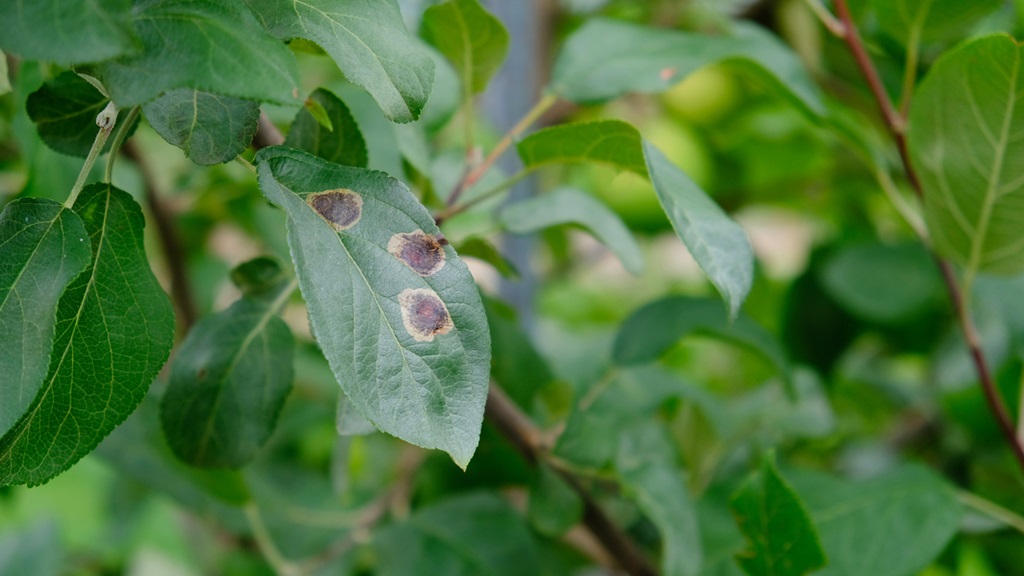 Rust spots of fungal disease on an apple tree.