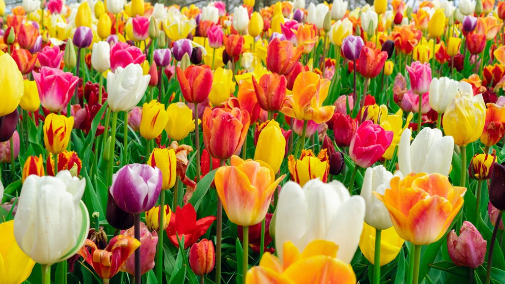 Many colorful tulips close-up in the garden. Floral background with spring bulbous flowers.