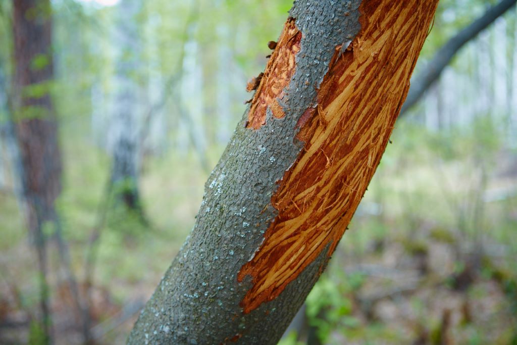 Damaged done to a tree by deer eating the bark