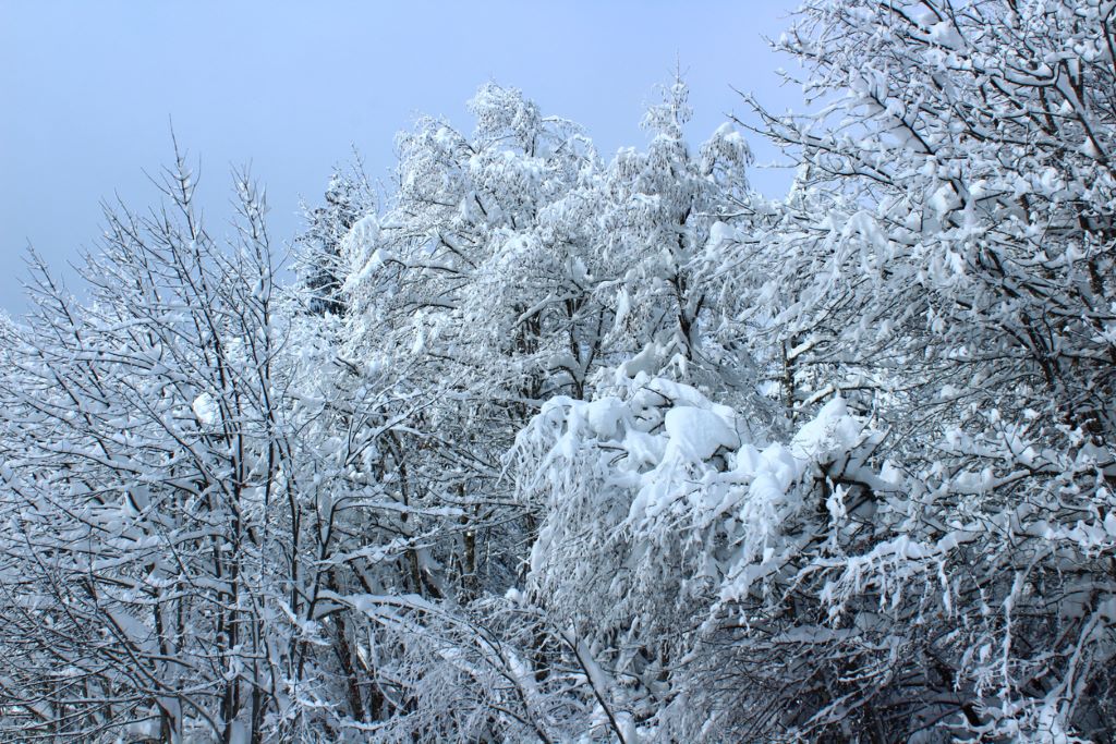 Snow and Ice damaged trees