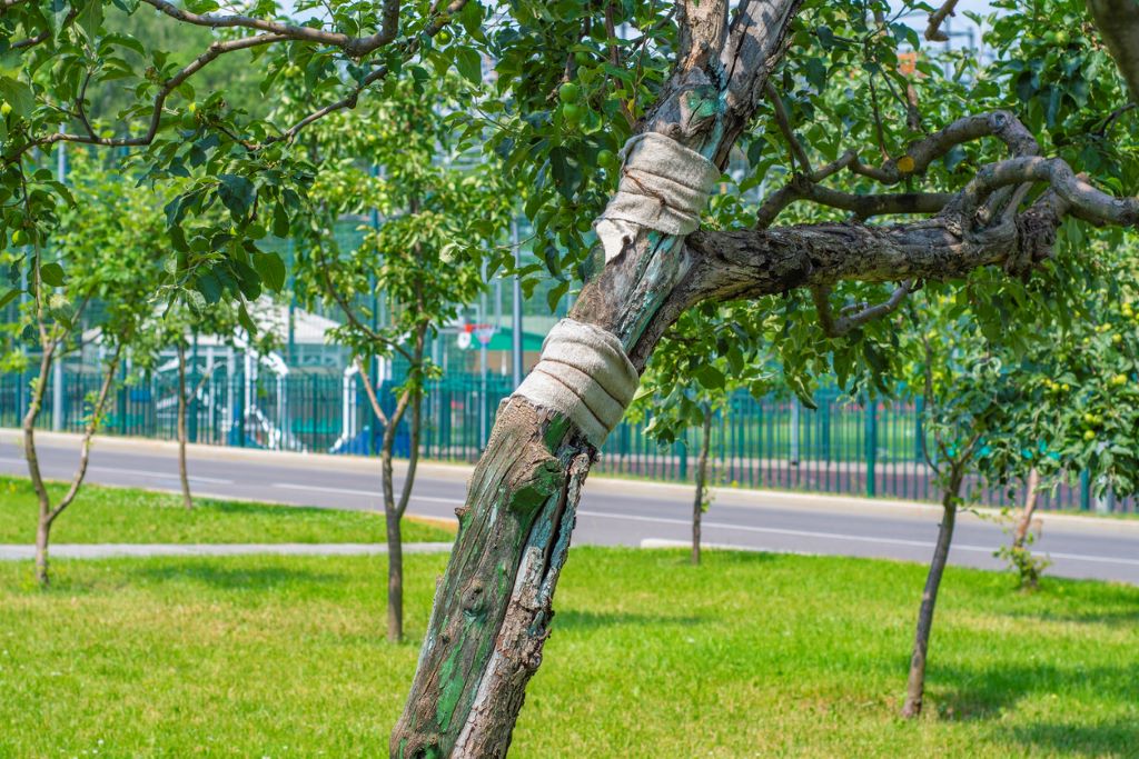 Fruit tree wrapped after getting sunscald