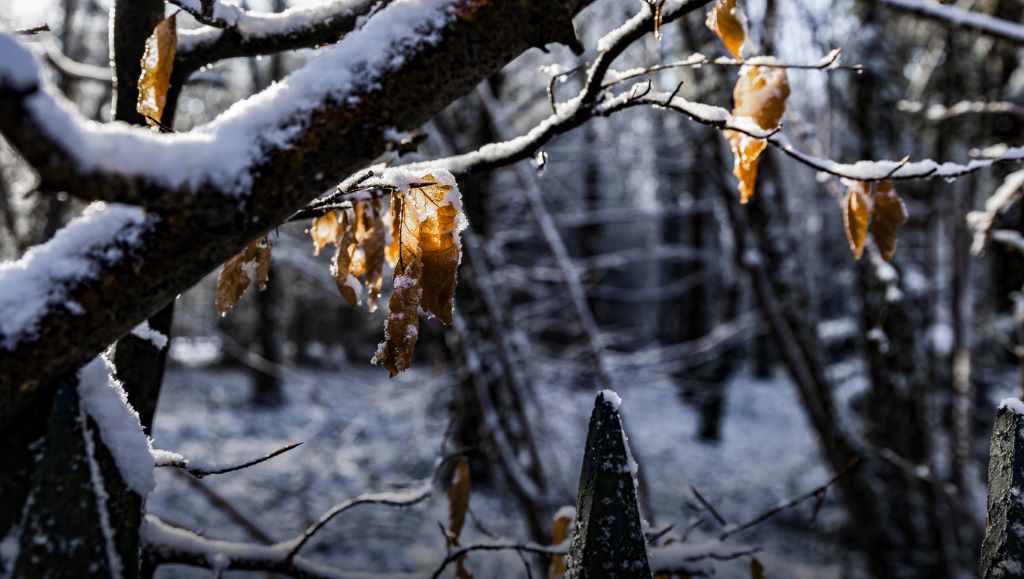 tree branches covered with snow and a few fall colored leaves still on branches