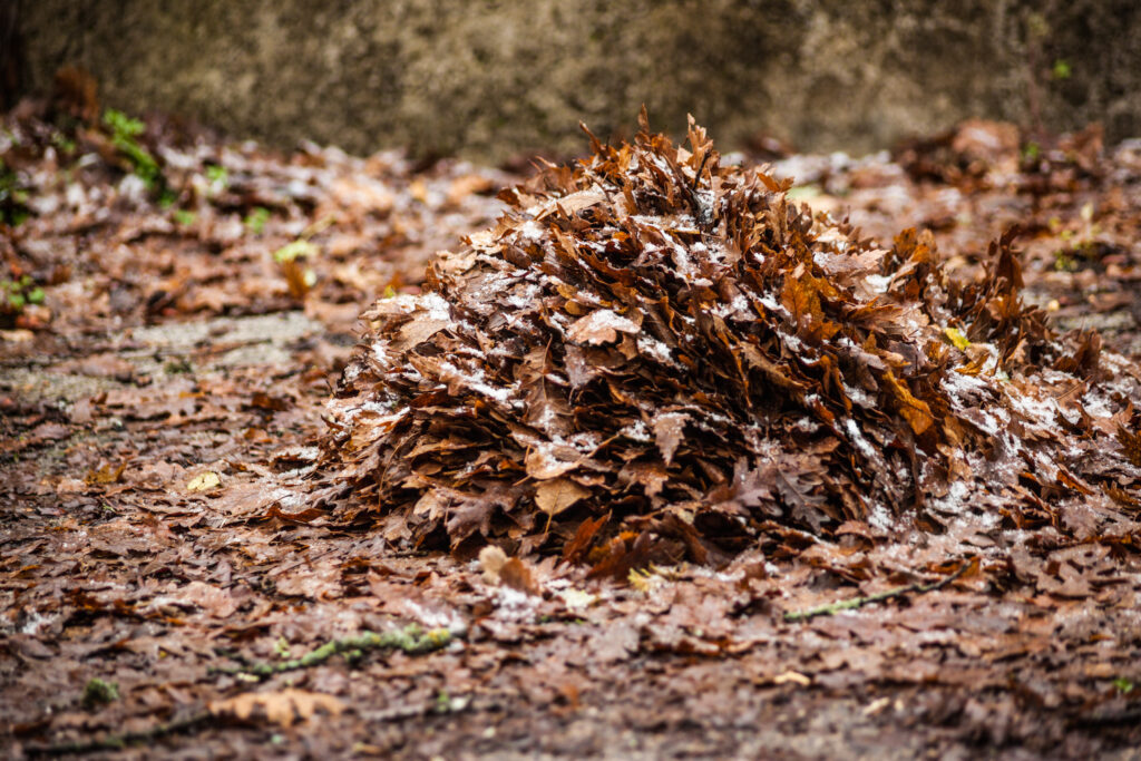 A pile of dead leaves with snow lightly covering the pile