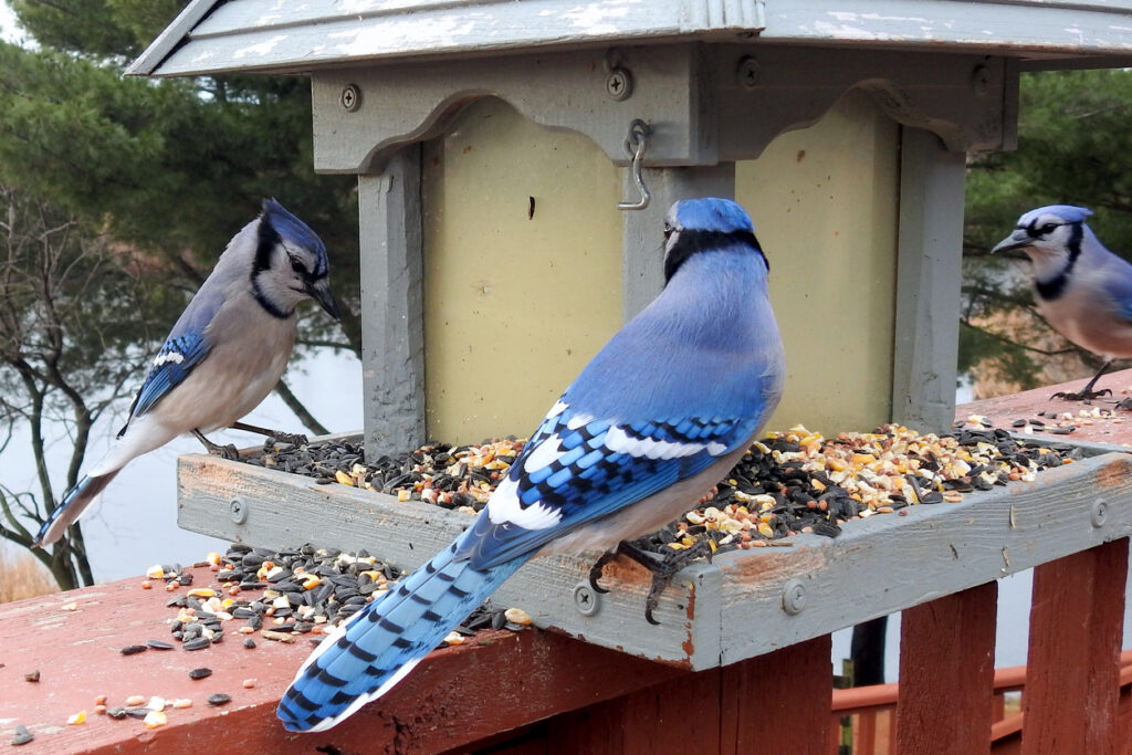 Blue jay birds eating from a bird feeder on a patio