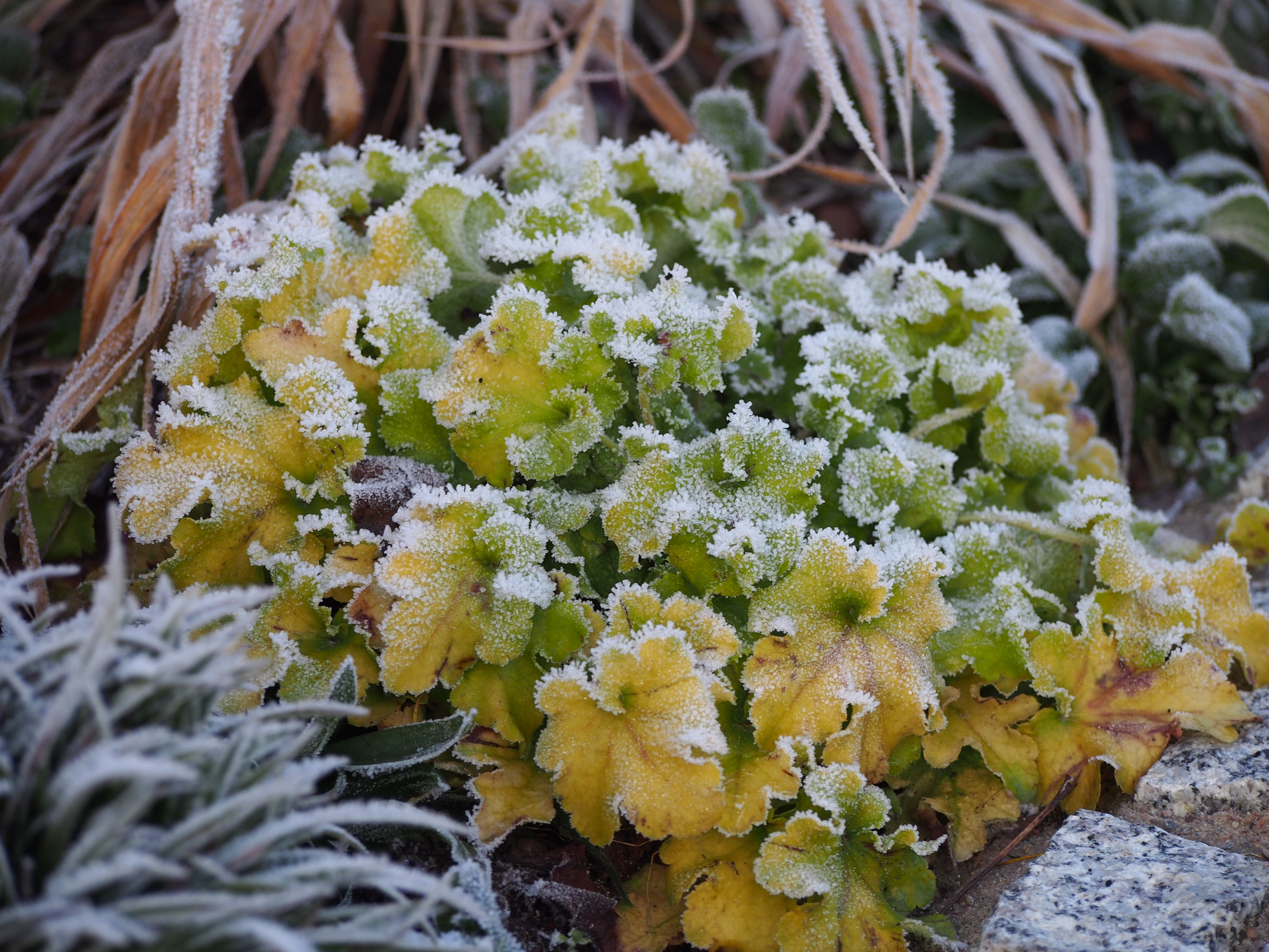 Heuchera during winter time with frost covering the plant and the area around it