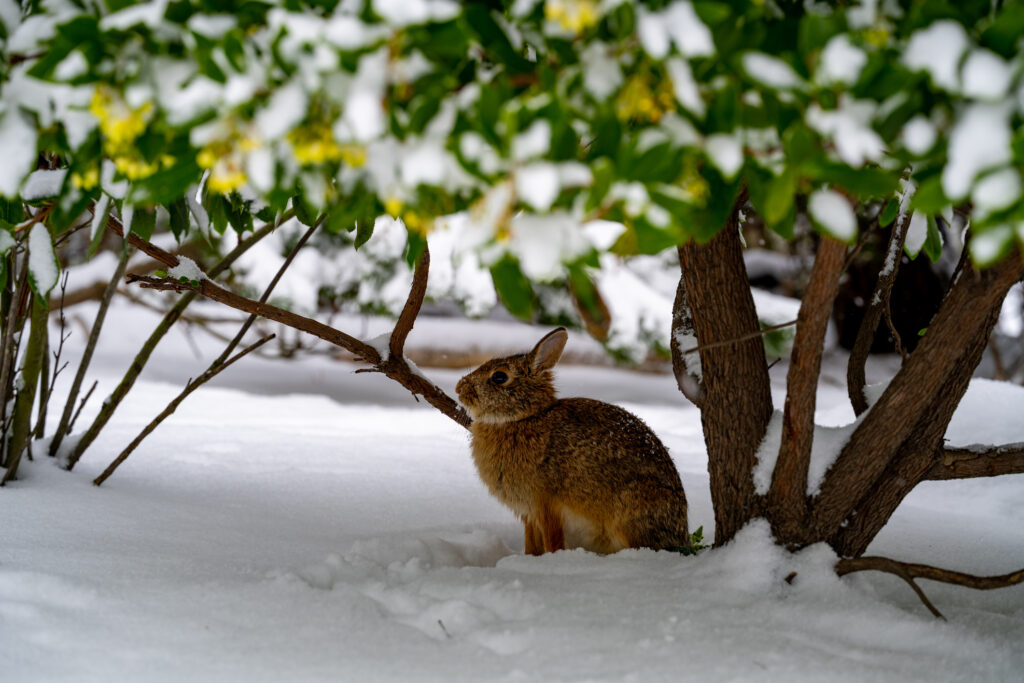 A rabbit in the snow hiding under a shrub during winter