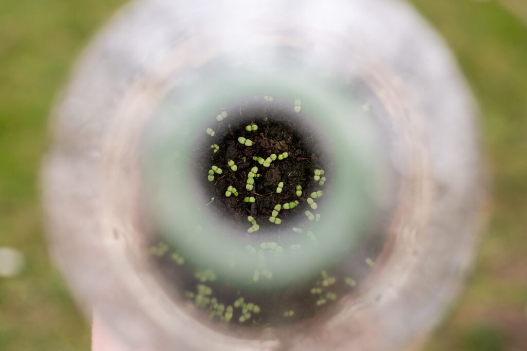 Winter seed sowing using a plastic jug to grow the seeds in