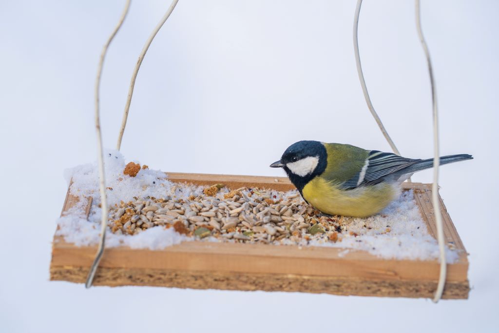 Winter bird feeder with snow and bird