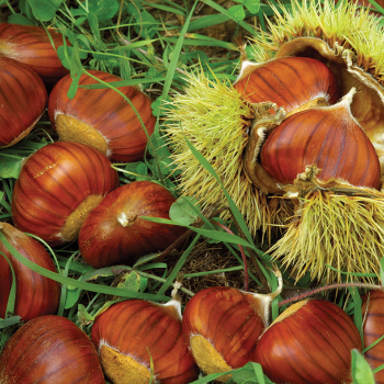 Chestnuts