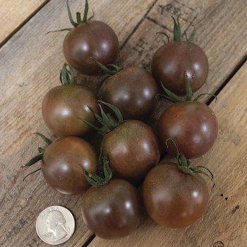 Chocolate Cherry Tomato