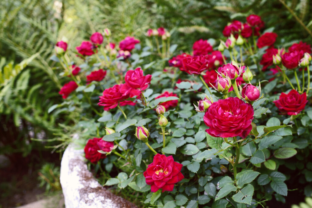 Red mini roses bloom profusely in a white flowerpot