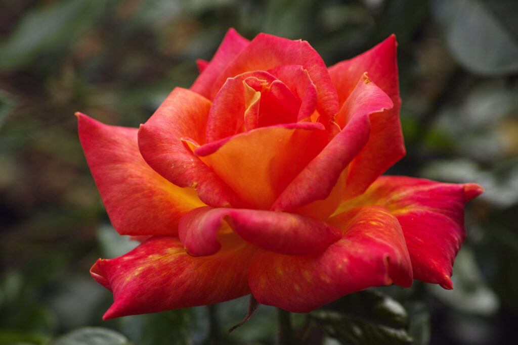 Hybrid Tea Rose 'Harry Wheatcroft'