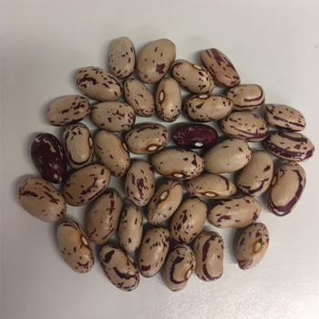 Italian Cranberry Bush Bean