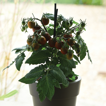 Kitchen Minis® Cocoa Hybrid Tomato