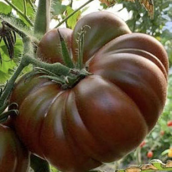 Mocha Hybrid Tomato