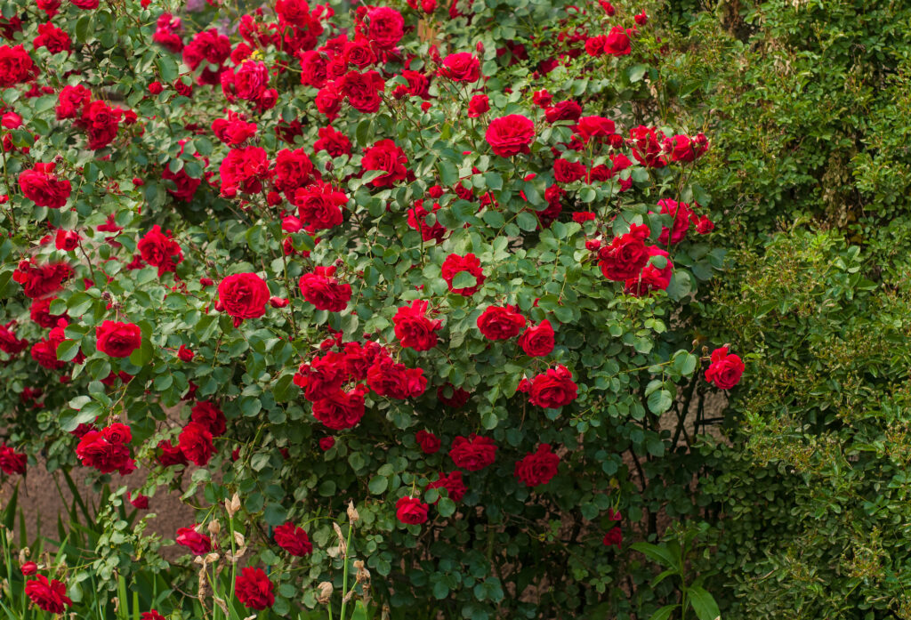 Bright red roses with buds on a background of a green bush after rain. Beautiful red roses in the summer garden.