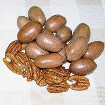 Stuart Hardy Pecan