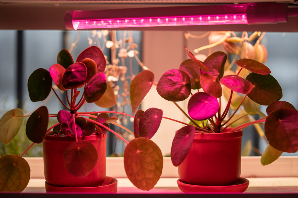 Pilea Peperomioides under phyto lamp at home, making up for lack of real daylight and sunlight. LED purple pink lamp for supplementary lighting of indoor plant in winter season in house. Plant care