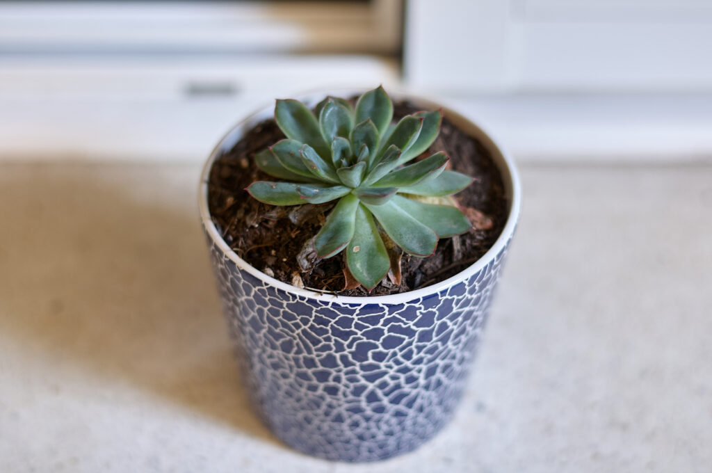 A close-up image of a green succulent plant in a decorative pot with a cracked pattern design, placed on a light-colored surface, perfect for home decor themes.