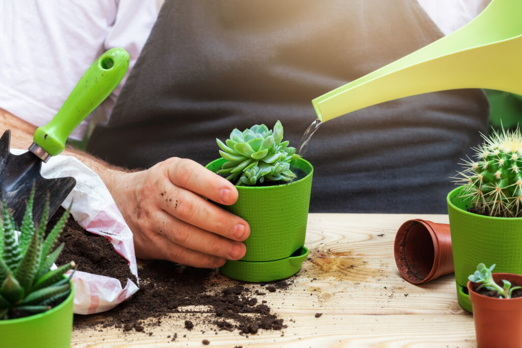 Close up of man's hand spraying water on houseplants. Gardening concept. Gardener planting succulent in a pot with soil.