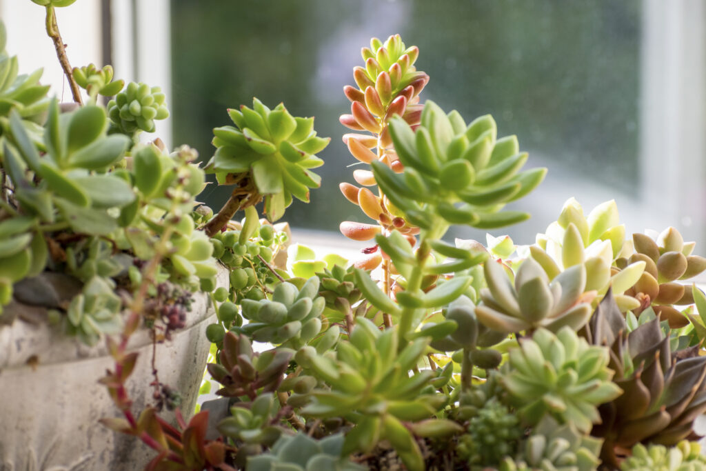 Group planting of succulents on the windowsill