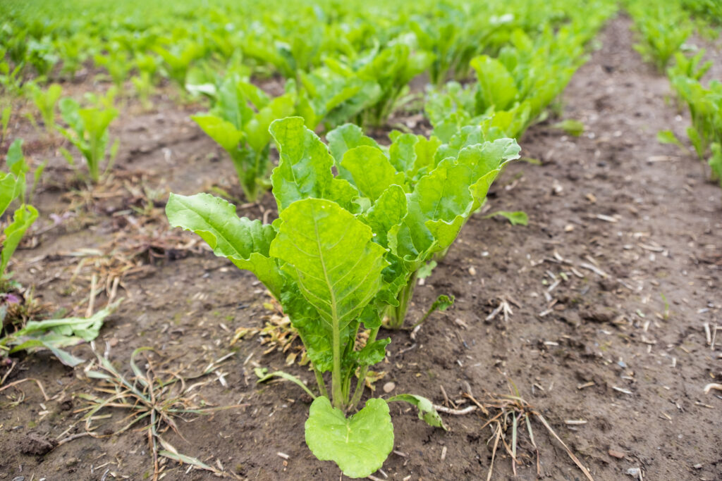 A field of beet plants growing in rows