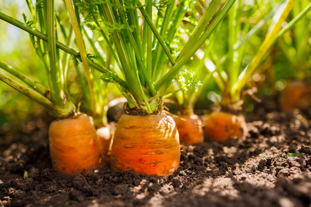 Fresh carrots growing in soil close up